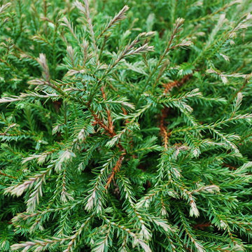 Mr. Bowling Ball Arborvitae