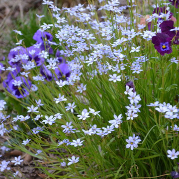 Meadow Garden