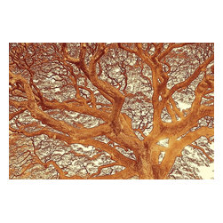Douglas Page Photographic Arts - Monkeypod Design, Canvas Giclee, 18"?x 12" - Prints And Posters