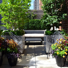 trees in planters