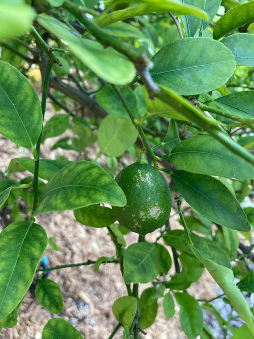 key lime tree problems