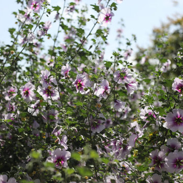 Patriotic Perennial