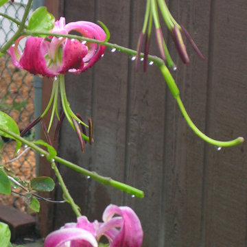 Perennial favorites | Artistry Landscaping Design