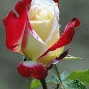 Maria Wamala's photo