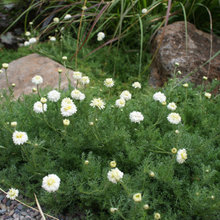 photos of plants i like