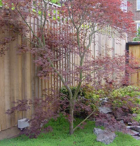 Modern Japanese Garden at Design Studio