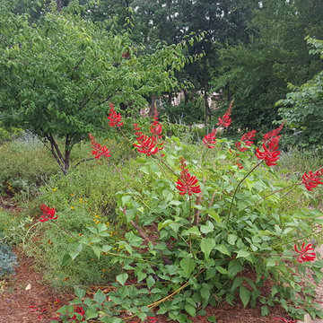 Drought tolerant and wildlife friendly front yard transformation