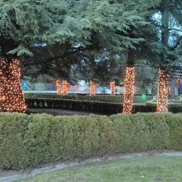 Holiday Light in Woodinville