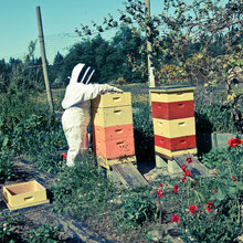 BEEKEEPING