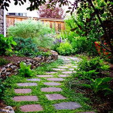 Side Yard