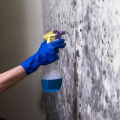 CLT Mold Inspections