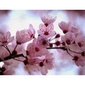 Diana Stebick's photo