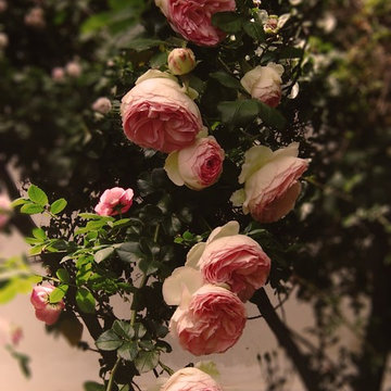 Pierre de Ronsard/Edn Rose/Meiviolin