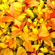 shrubs
