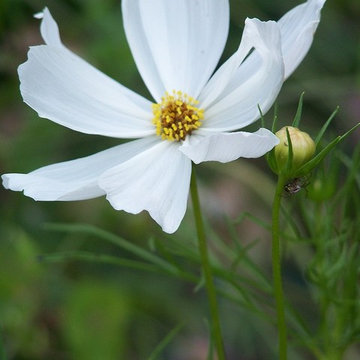 Cosmos 'Purity'