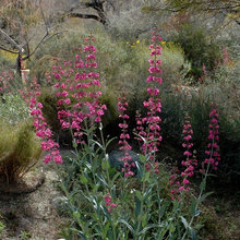 Plants And Gardening