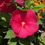 Lisa Harris's photo