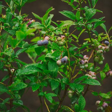 Audubon Certified Backyard Habitat
