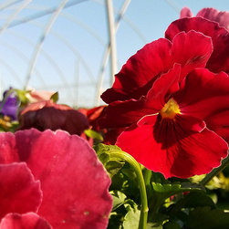 Current Featured Plants - Products