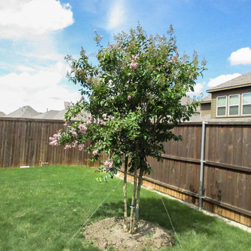 Muskogee Crape Myrtle