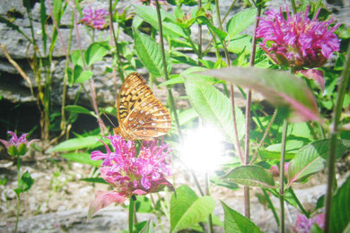 Butterfly on Bee Balm