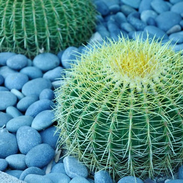 Contemporary Cactus Garden