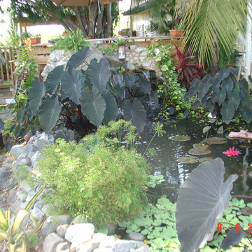 Biological Koi Ponds
