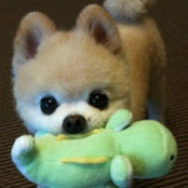 Ying Fang's photo