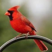 Clara Morgan's photo