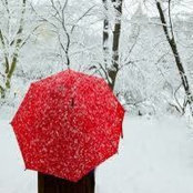 Teri Sheehy's photo