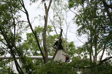 Affordable Tree Services