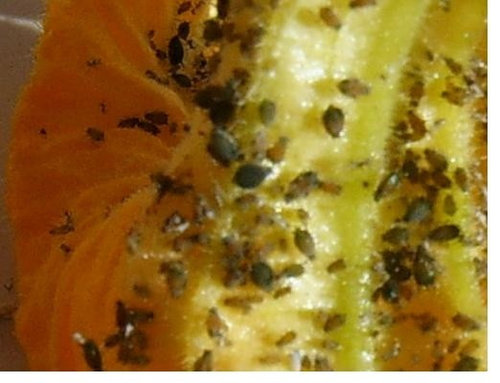 small bug infestation on pumpkin