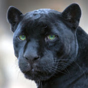Andrew Huberman's photo