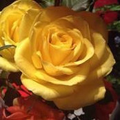 Diane Frank's photo