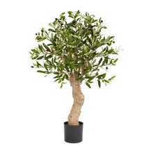 plants