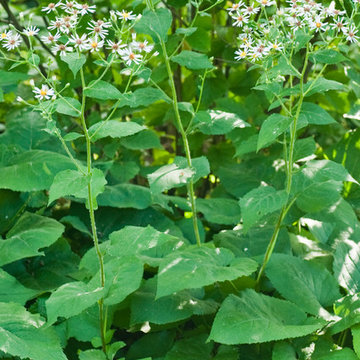 Great Design Plant: Large Leaved Aster