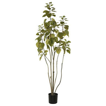 4' Cotinus Coggygria Tree W/Pot-Green