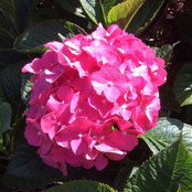 Leah Pepito's photo