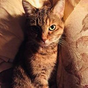 Chris Attwood's photo