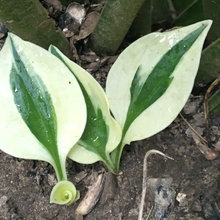 Hostas - My Garden