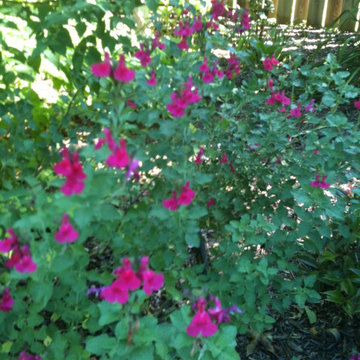 Pollinator Gardens