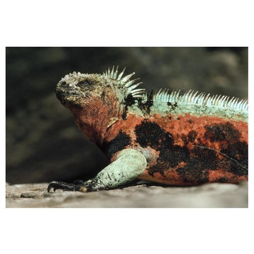 Marine Iguana Male In Breeding Color, Galapagos Islands, Ecuador-Paper Art