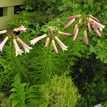 Perennial favorites | Artistry Landscaping Design