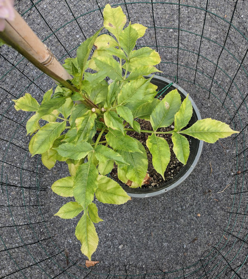 Dahlia Leaves Turning Yellow? 