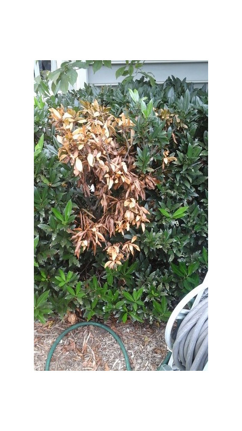 what is killing my laurel otto