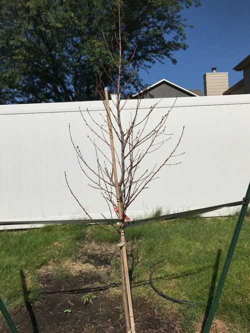 Nectarine Trees Dead, stressed, or dormant?