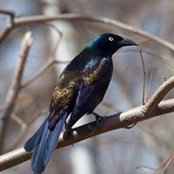 Carole de Beer's photo
