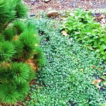 Woodstock Craftsman Cottage Rain Garden
