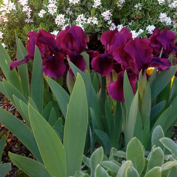 Best of Spring Color