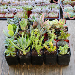 Assorted Succulent Packs - Products